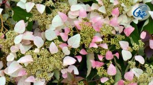 Гортензия вьющаяся,  схизофрагма  японская – королевы тени