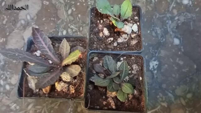 Euphorbia francoisii || A Succulent I can keep || #mrsgardener #growing #succulent #shortvideo смотреть онлайн