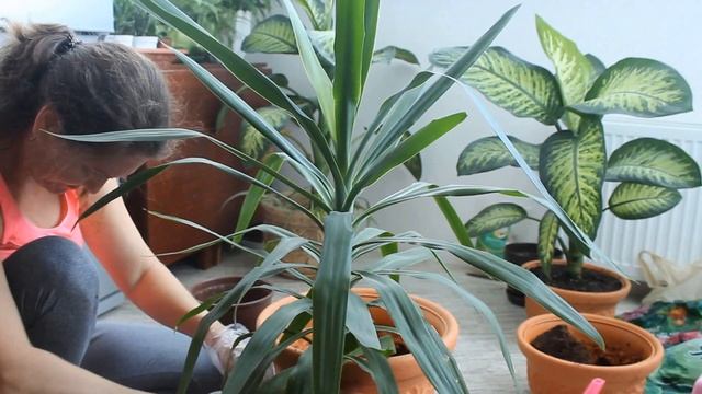 ЮККА.Пересадка и уход. Yucca смотреть онлайн