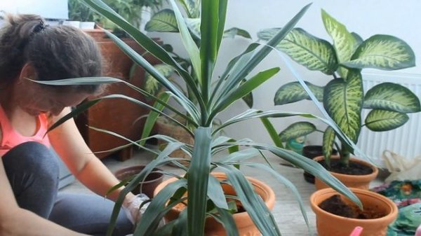 ЮККА.Пересадка и уход. Yucca