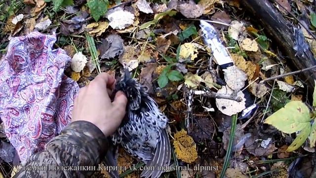 Охота с лайкой на рябчиков. Часть 3. Практика. Добыча. Разделка. смотреть онлайн