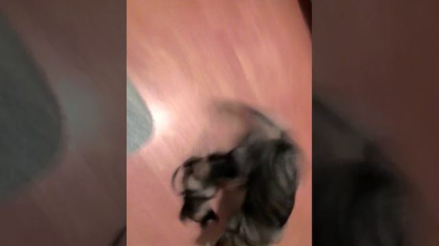 Овчарка против хаски )))) смотреть онлайн
