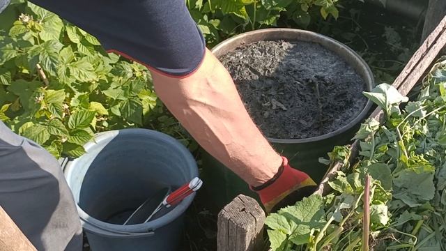 Подкормка томатов (помидор) после высадки. Подкормка рассады перца в открытом грунте для роста смотреть онлайн