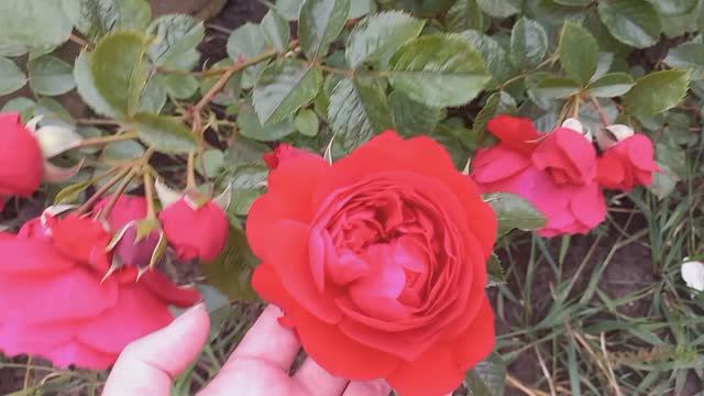 Розы - первогодки от "Розы у Веры"ч.2 смотреть онлайн