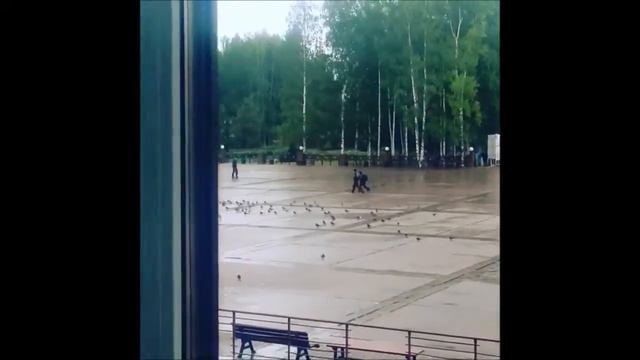 Мужика преследуют голуби смотреть онлайн