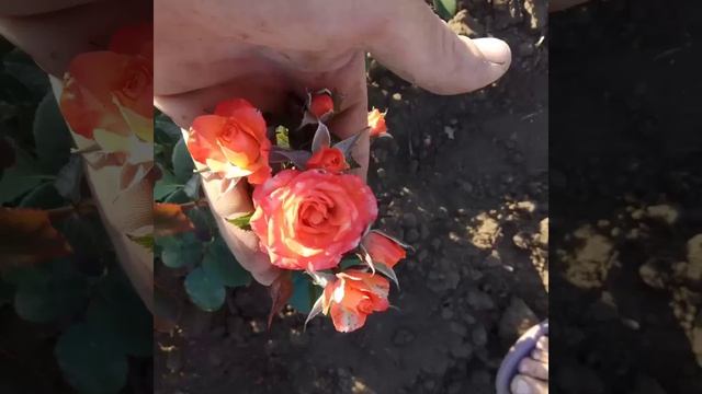 Крымский питомник роз" продаем саженцы роз,различных видов принимаем заказы на осень и отправляем с смотреть онлайн