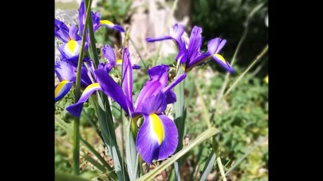 I See the Light - Alan Menken (Tangled) (Flute Cover) смотреть онлайн