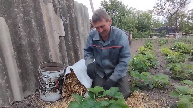 Мульчирования клубники соломой? смотреть онлайн