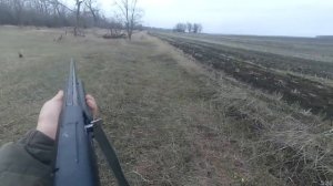 Охота с Бретоном по зайцу.mp4