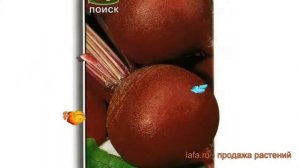 Свекла столовый Детройт (detroyt) ? столовый свекла Детройт обзор: как сажать, семена свеклы Детрой