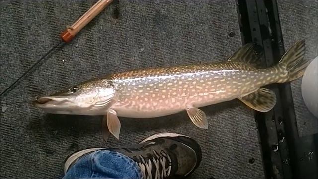 Ice Fishing 2013. 2nd Time Out. A Limit of Northerns and a few Crappies. смотреть онлайн