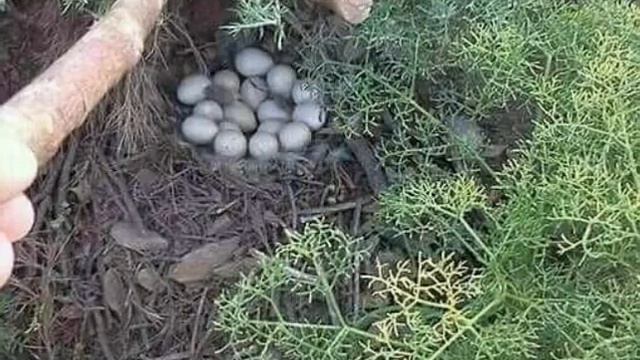 Тандыкол Жергетал смотреть онлайн