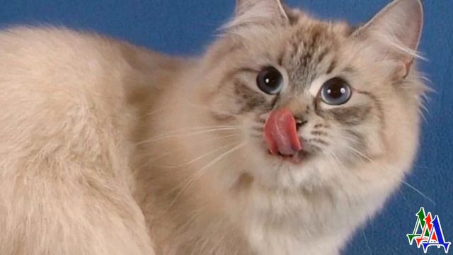 КОТ был в ЖУТКОМ состоянии, НЕ МОГ ни ЕСТЬ, ни ХОДИТЬ, но его ГЛАЗА смотрели прямо в душу смотреть онлайн