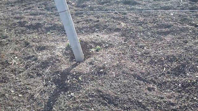 Виноград из семян смотреть онлайн
