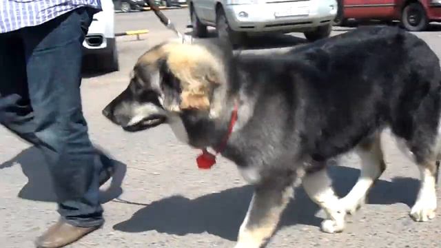 Центральная Азия 2013. Хотошо-продолжение.