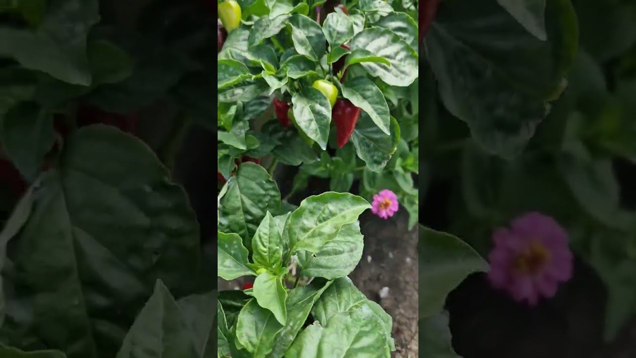 комнатный перец на улице смотреть онлайн