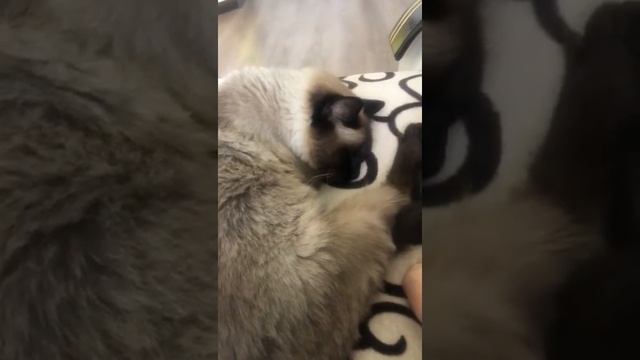 Как мой кот разговаривает во сне. смотреть онлайн