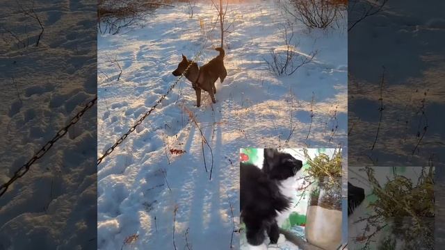?Снежная Королева , Бася наколдавал Зиму смотреть онлайн
