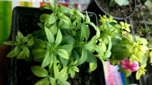 Калибрахоа из семян . Зацвела!!! Хлороз! Что делать ?