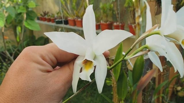 Laelia Anceps Var. Alba