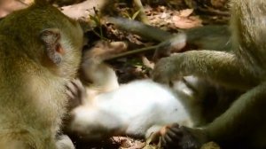 Maltreated  Baby Monkey Nearly Die ST1235 Mono Monkey