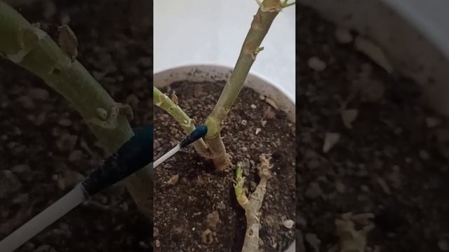 Вот так выглядит "чёрная ножка" у пеларгонии ☹️ смотреть онлайн