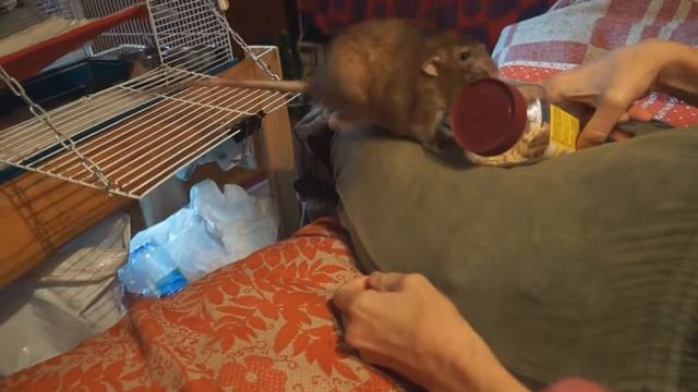 Добыча вкусняшки смотреть онлайн