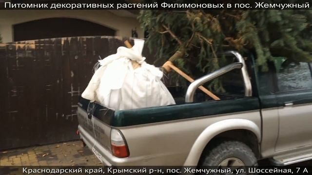 Ель колючая (форма голубая) смотреть онлайн