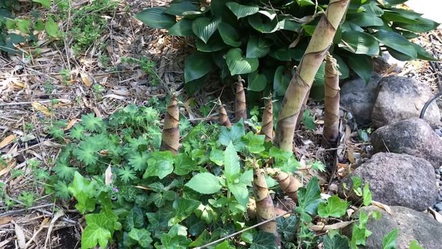 Phyllostachys praecox Bambus смотреть онлайн