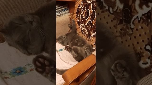 Котам тоже снятся сны смотреть онлайн