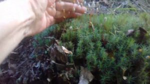 Органическое земледелие. Как я делаю грядки на целине без перекопки.