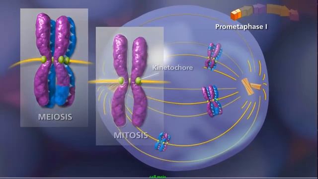 Meiosis - Plants and Animals смотреть онлайн