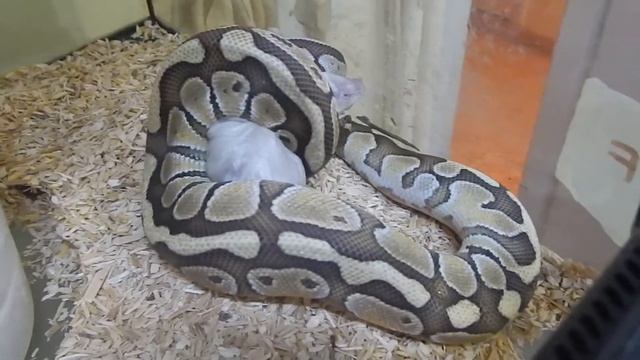 Reptiles Sields Gr : ball python eating frozen mice смотреть онлайн