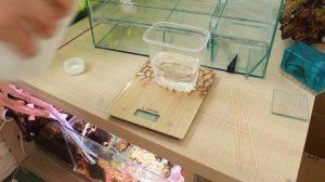 Аэролифтный фильтр новой модификации своими руками