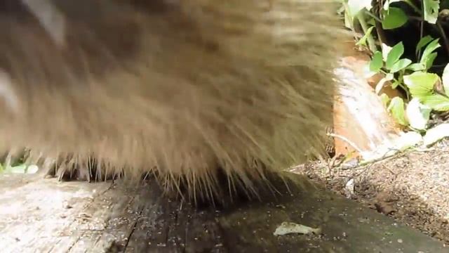 Ежи на даче. смотреть онлайн