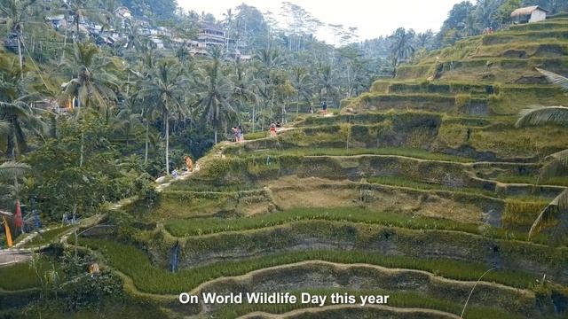 World Wildlife Day 2023 - Partnerships for Wildlife Conservation смотреть онлайн