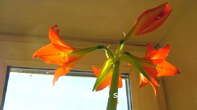 Полка на ОКНЕ для РАССАДЫ и цветов. Часть 1 смотреть онлайн