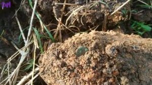 XP ORX шурфит рядом | Стандартный шурф фундамента