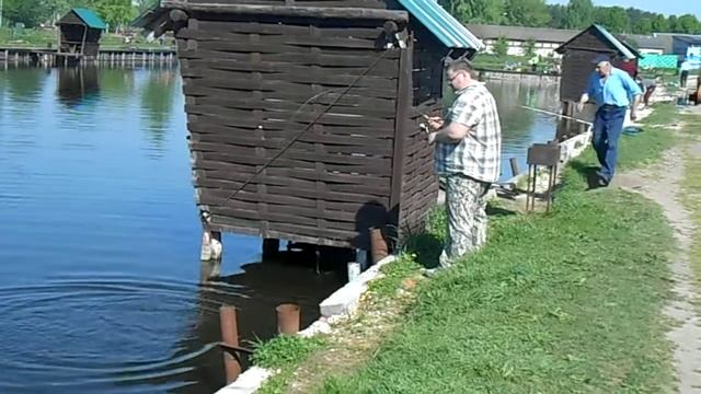 13.05.2018 ловля форели в Раменском рыбхозе Гжелка смотреть онлайн