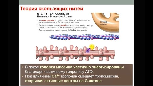Физиология мышц. Часть 2. Теория скользящих нитей смотреть онлайн