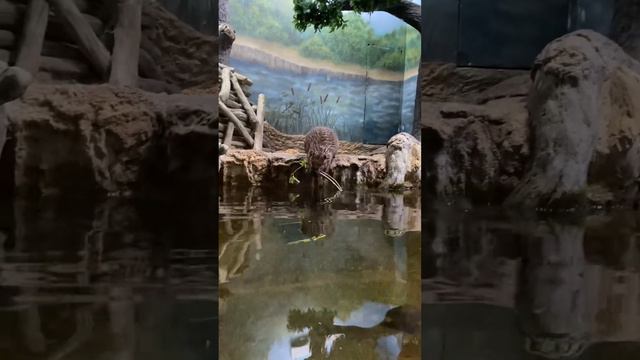 Новая серия Аватара - Бобр в Воронежском заповеднике / New Avatar from Voronezh, beaver comes смотреть онлайн