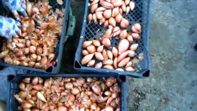 ЛУК БЕЛОЗЁРЕЦ готовим к хранению после просушки смотреть онлайн