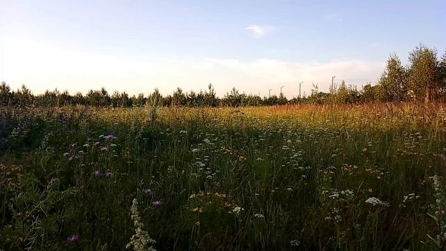 Вечером за городом. ч.2. Август 2023 смотреть онлайн