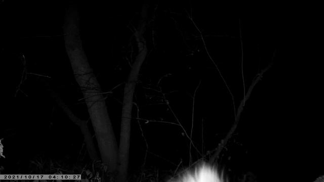 Фотоловушка НС801М! Первые интересные кадры! смотреть онлайн