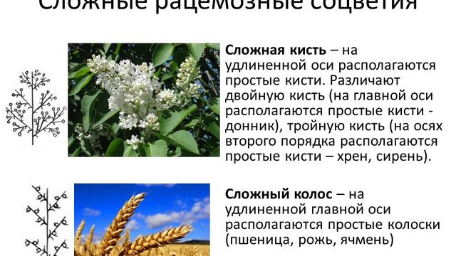 Классификация соцветий смотреть онлайн