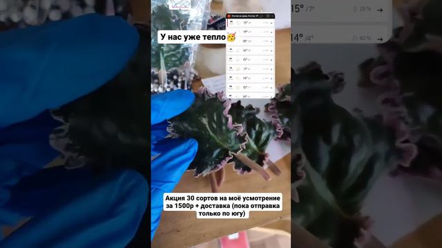 АКЦИЯ НА СВЕЖИЙ СРЕЗ #фиалкацветёт #фиалки #фиалкипочтой смотреть онлайн
