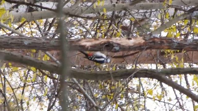Дятел г.Никольск Пензенская обл. смотреть онлайн