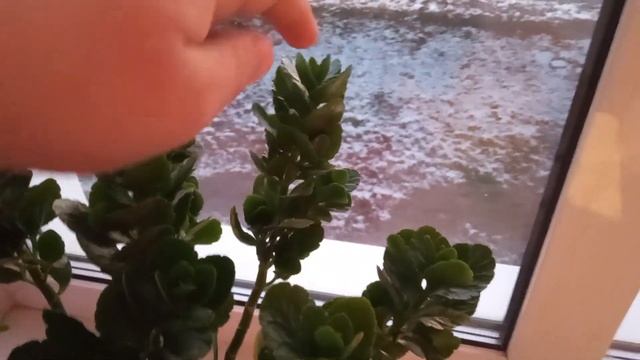 Уход за комнатными цветами! Каланхоэ, Цикламен, Фиалка. смотреть онлайн