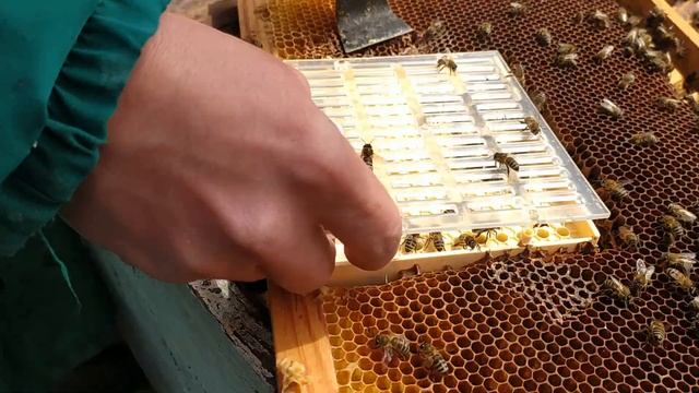 Вывод маток в системе никот.Nicot. смотреть онлайн