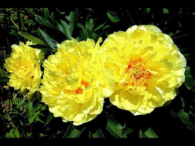 Пион Бартзелла в саду смотреть онлайн